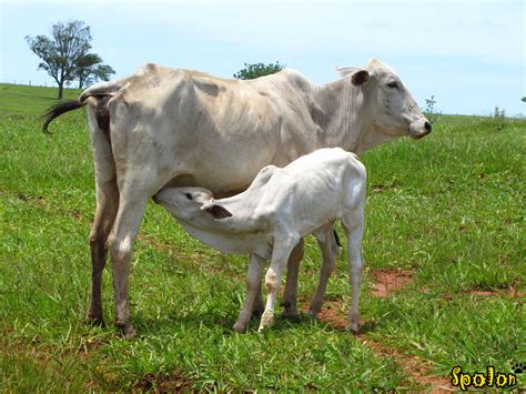 bezerro mamando pau|Puto bezerro chupando meu pau